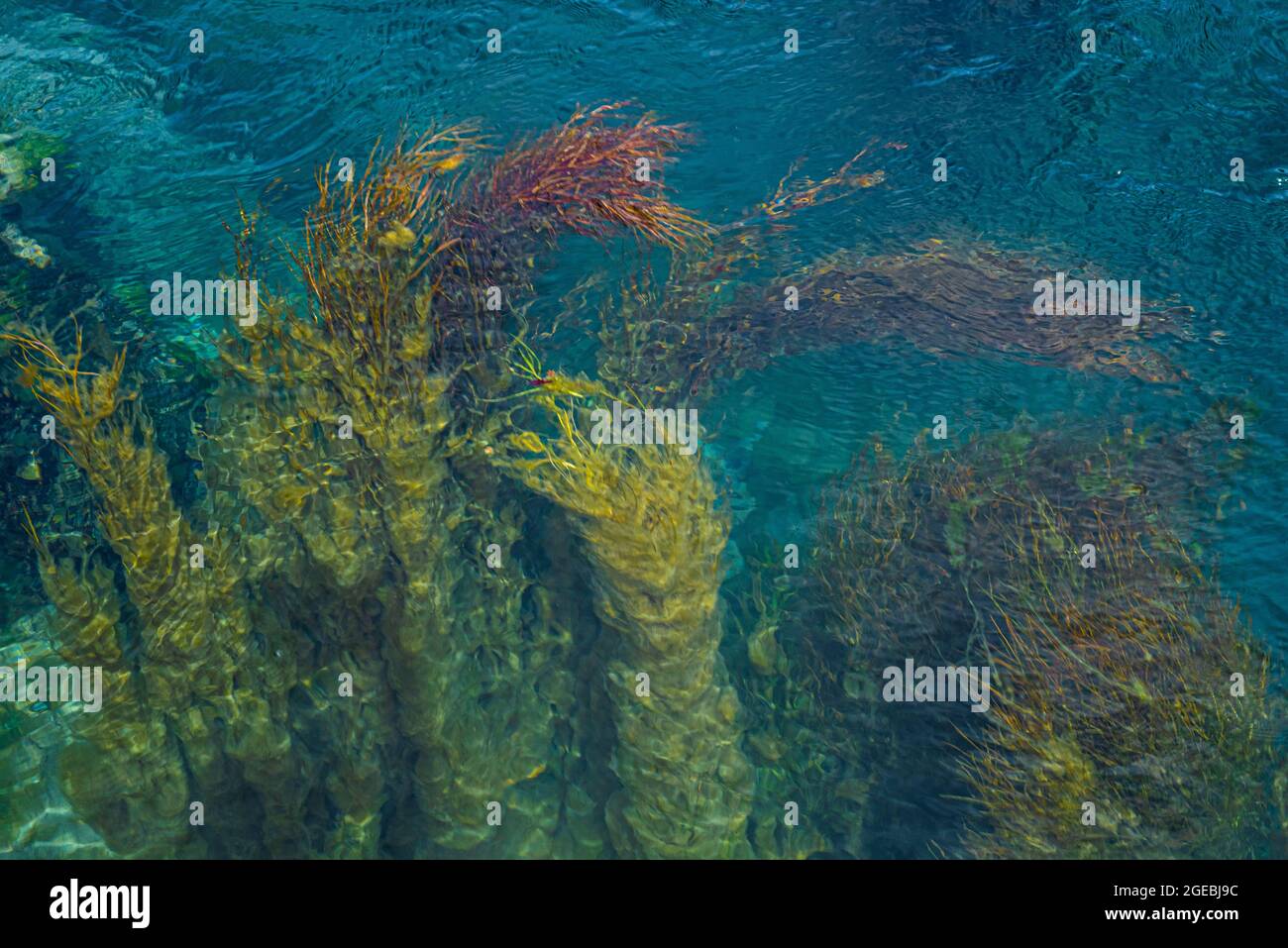 Water with algae that create beautiful abstract images colored green and blue in various shades. Abstract background Stock Photo