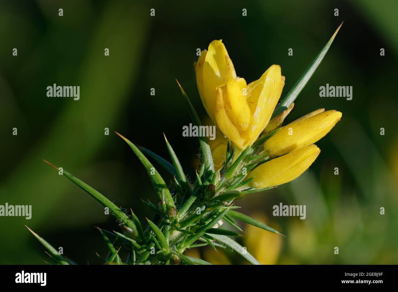 Western Gorse - Ulex gallii, closeup of flowers and spines Stock Photo