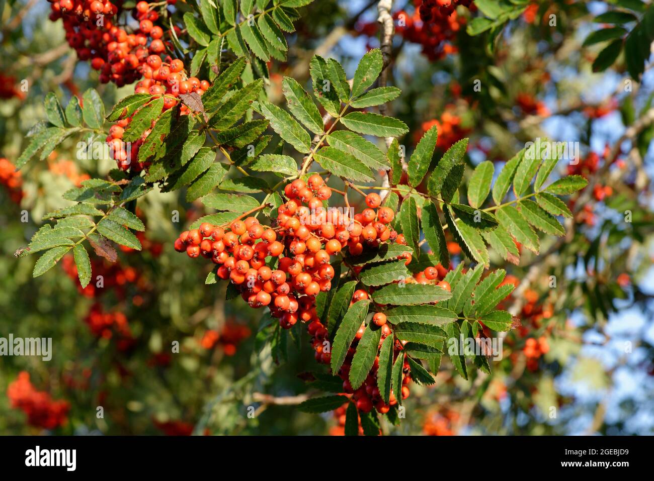 Rowan or Mountain Ash - Sorbus aucuparia, berries and leaves Stock Photo