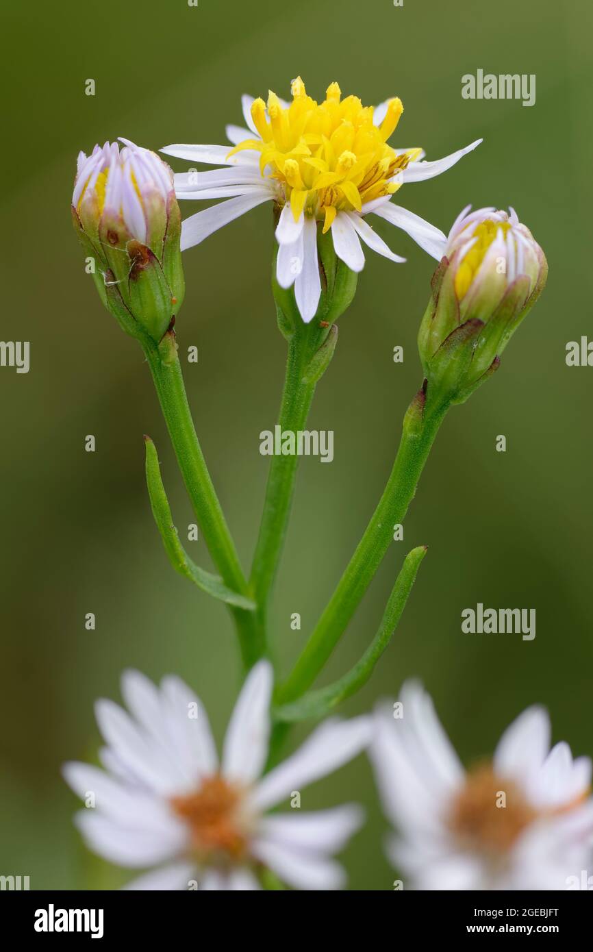Sea Aster - Aster tripolium, flower and two buds Stock Photo