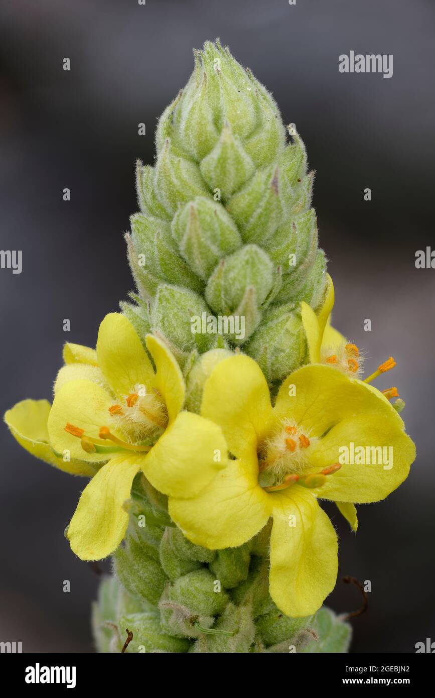 Great Mullein - Verbascum thapsus, closeup of flower Stock Photo