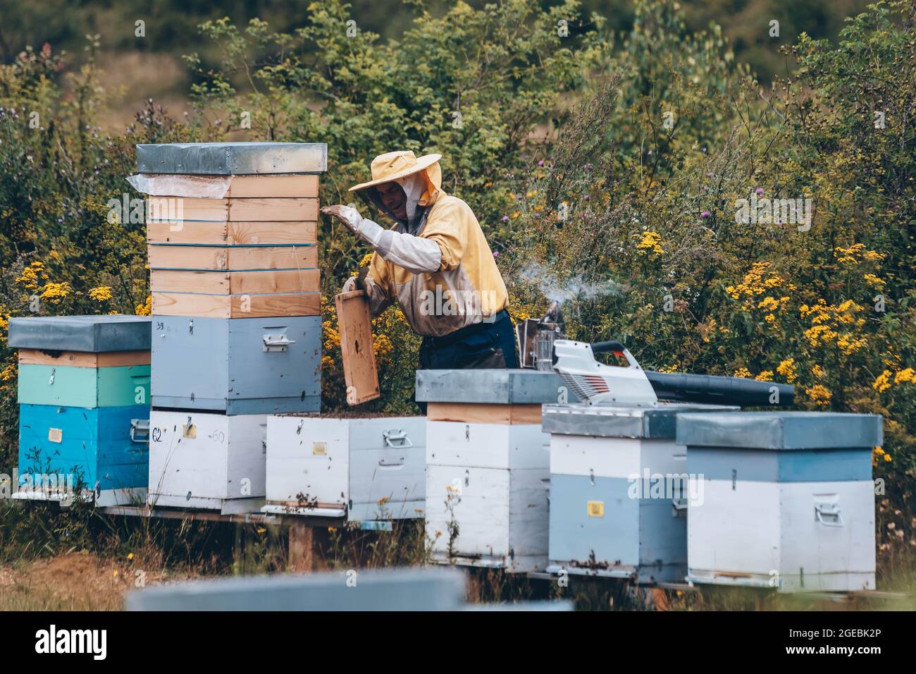 Beekeeper in protective wear working in his apiary. Beekeeping concept Stock Photo