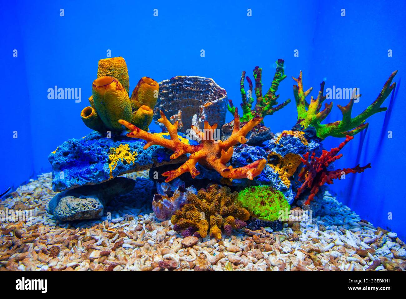 Amazing underwater coral reef aquarium landscape with tropical fish 