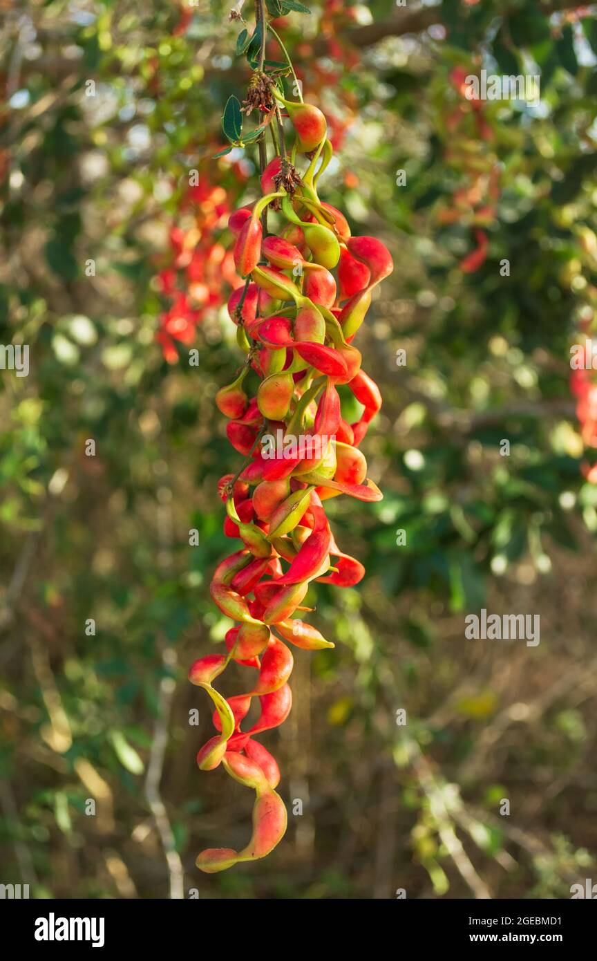Pithecellobium dulce hanging from the tree. Stock Photo
