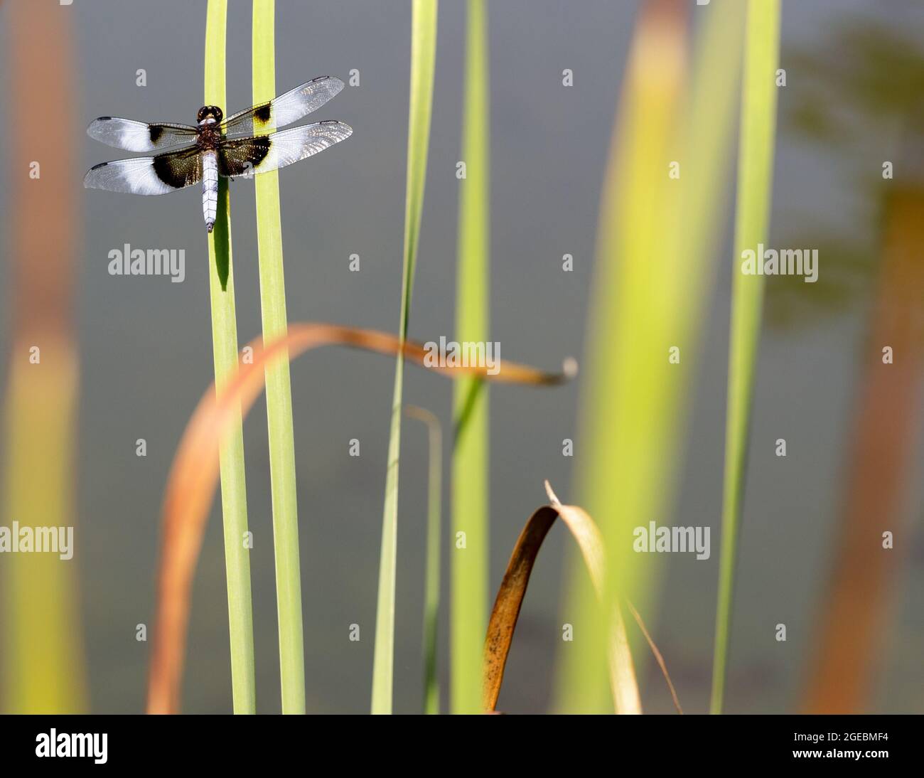 Male widow skimmer hi-res stock photography and images - Alamy