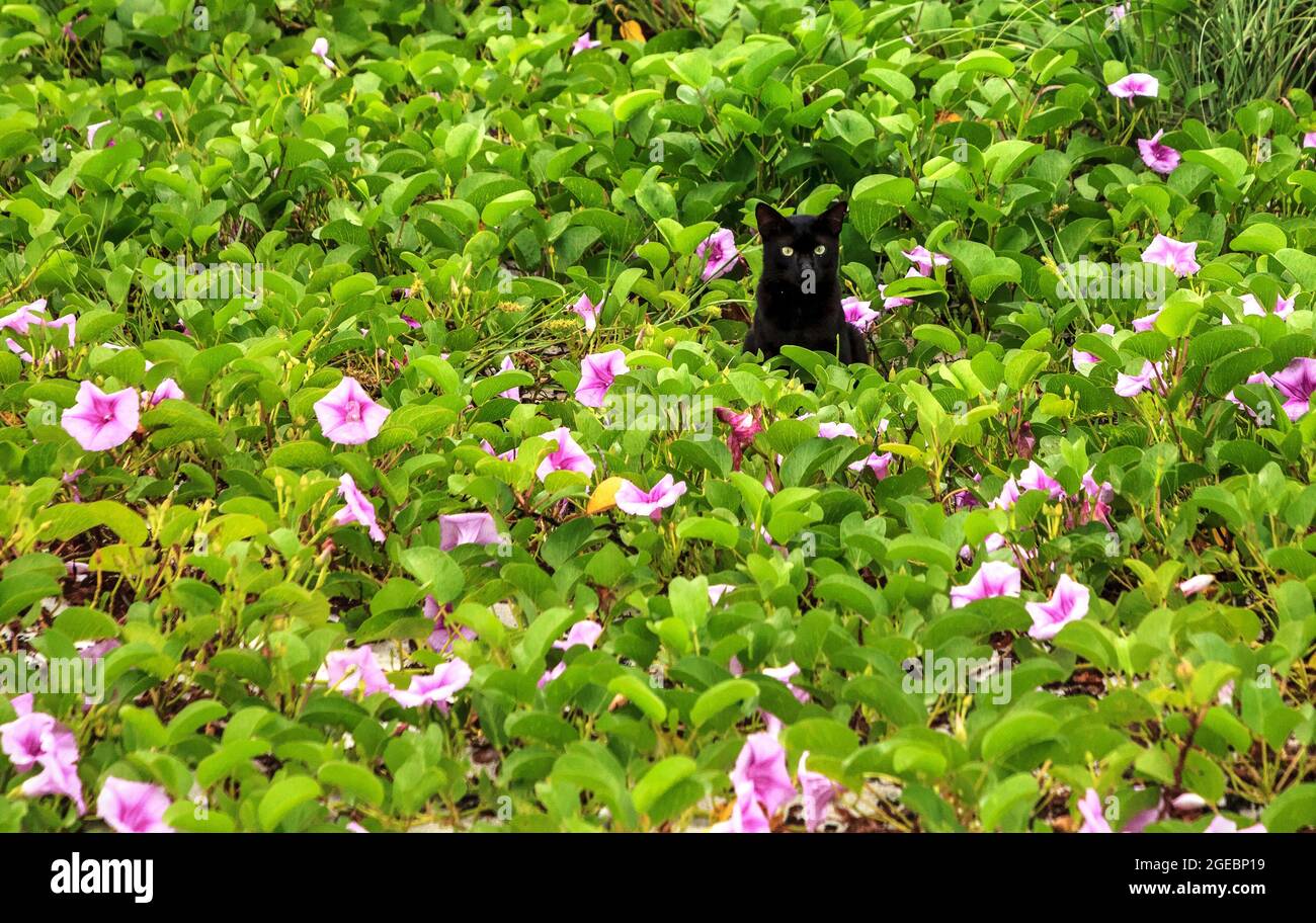 Black cat relaxes on the beach in the middle of the purple flowers of a railroad vine in Florida. Stock Photo