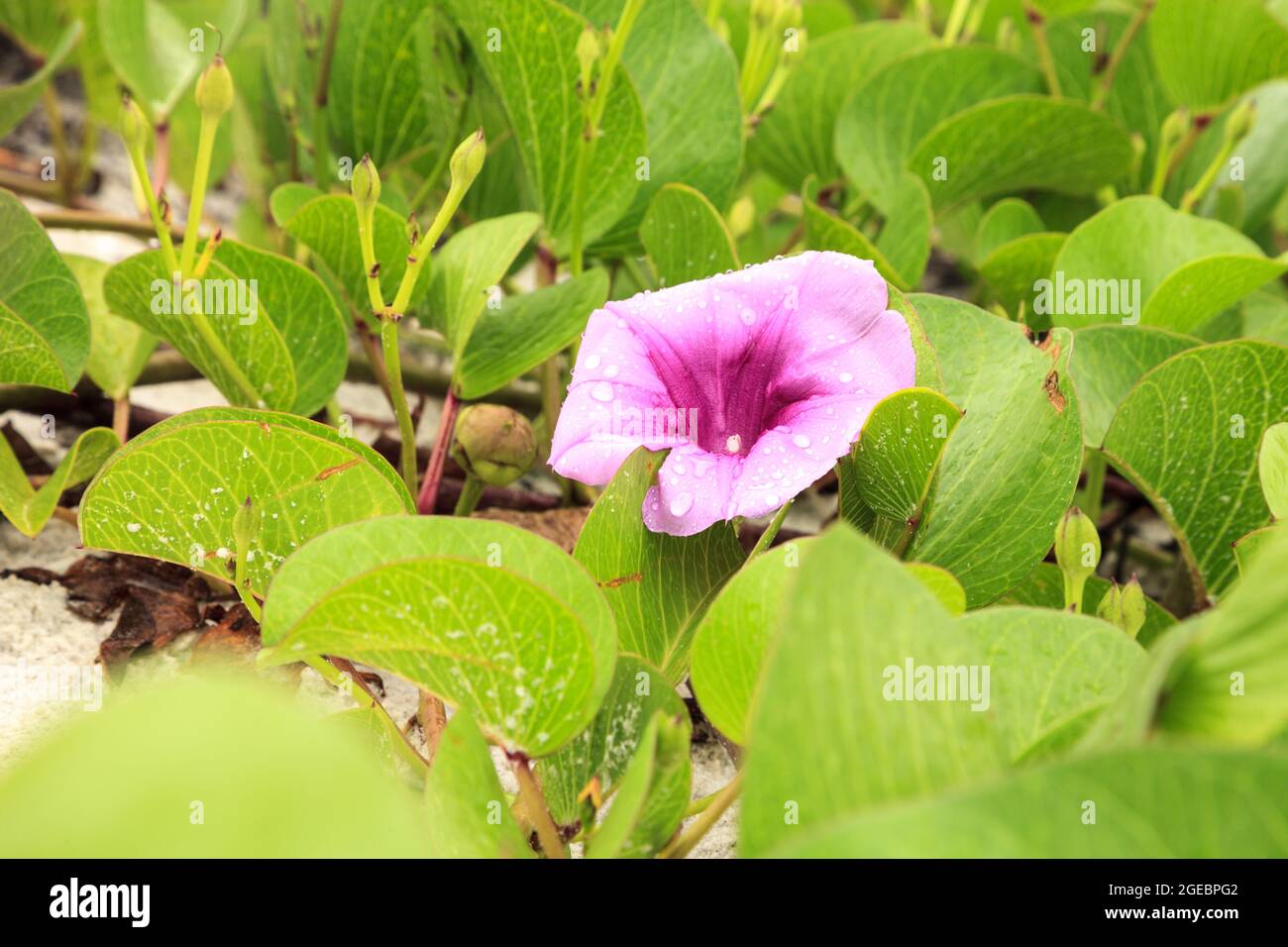 Cluster of purple flowers of a railroad vine in Florida. Stock Photo