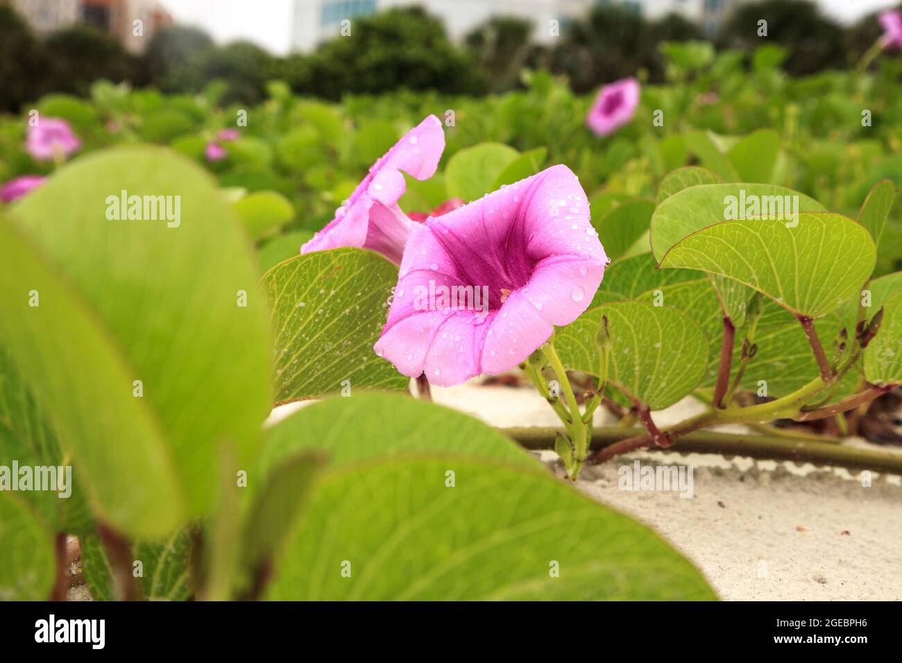 Cluster of purple flowers of a railroad vine in Florida. Stock Photo