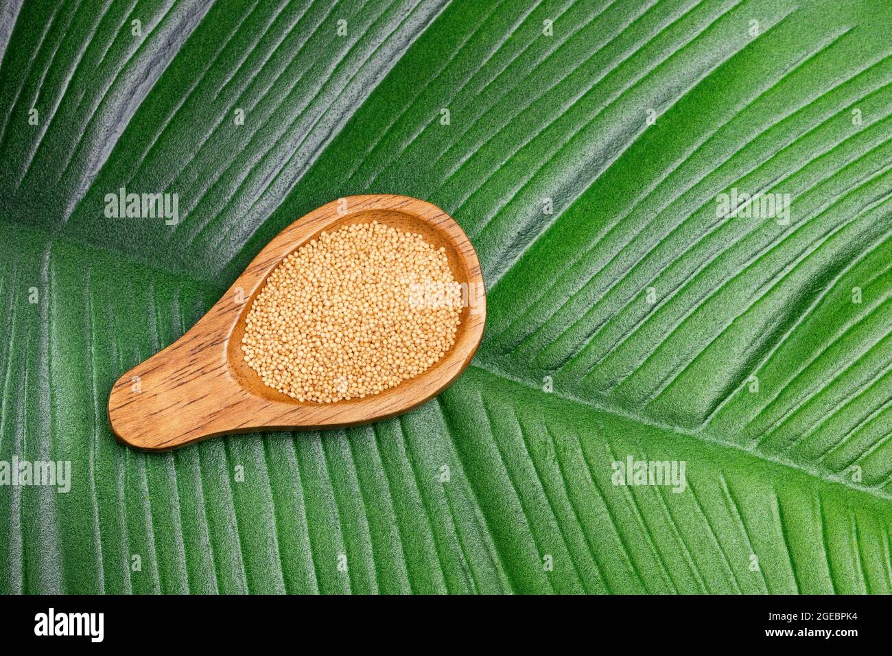 Amaranthus Popped amaranth, gluten free high protein cereal Stock