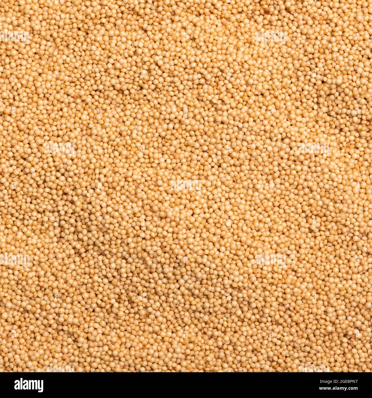 Amaranthus Popped amaranth, gluten free high protein cereal Stock