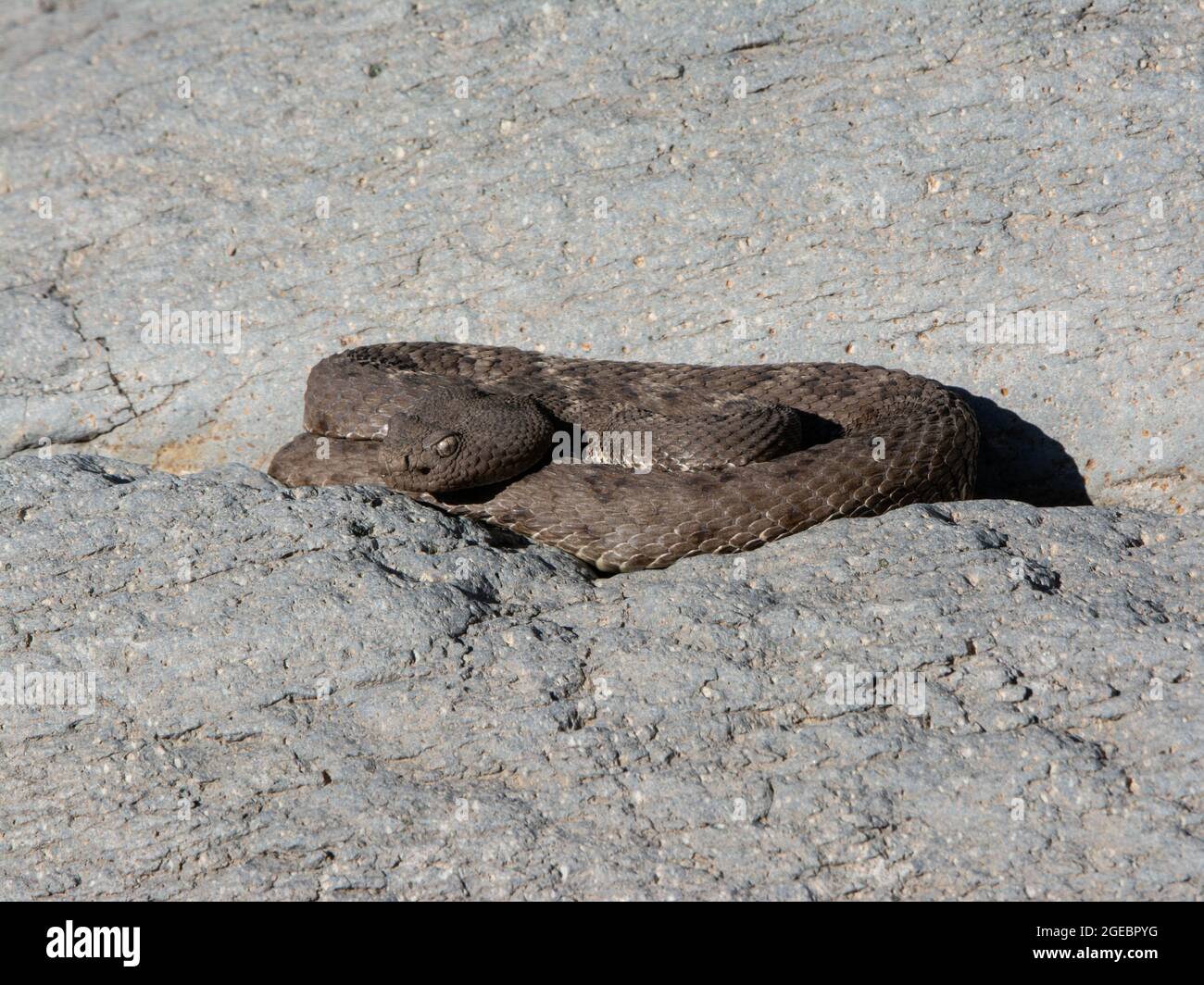 Arizona Black Rattlesnake (Crotalus cerberus) from a canyon in Arizona ...