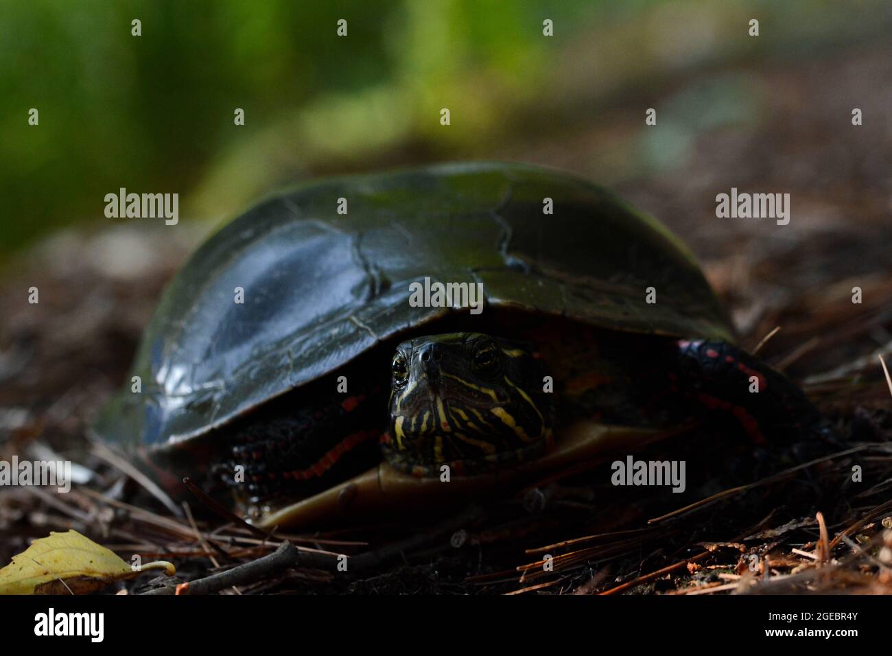 Midland Painted Turtle (Chrysemys picta marginata) from Leelanau County, Michigan, USA. Stock Photo