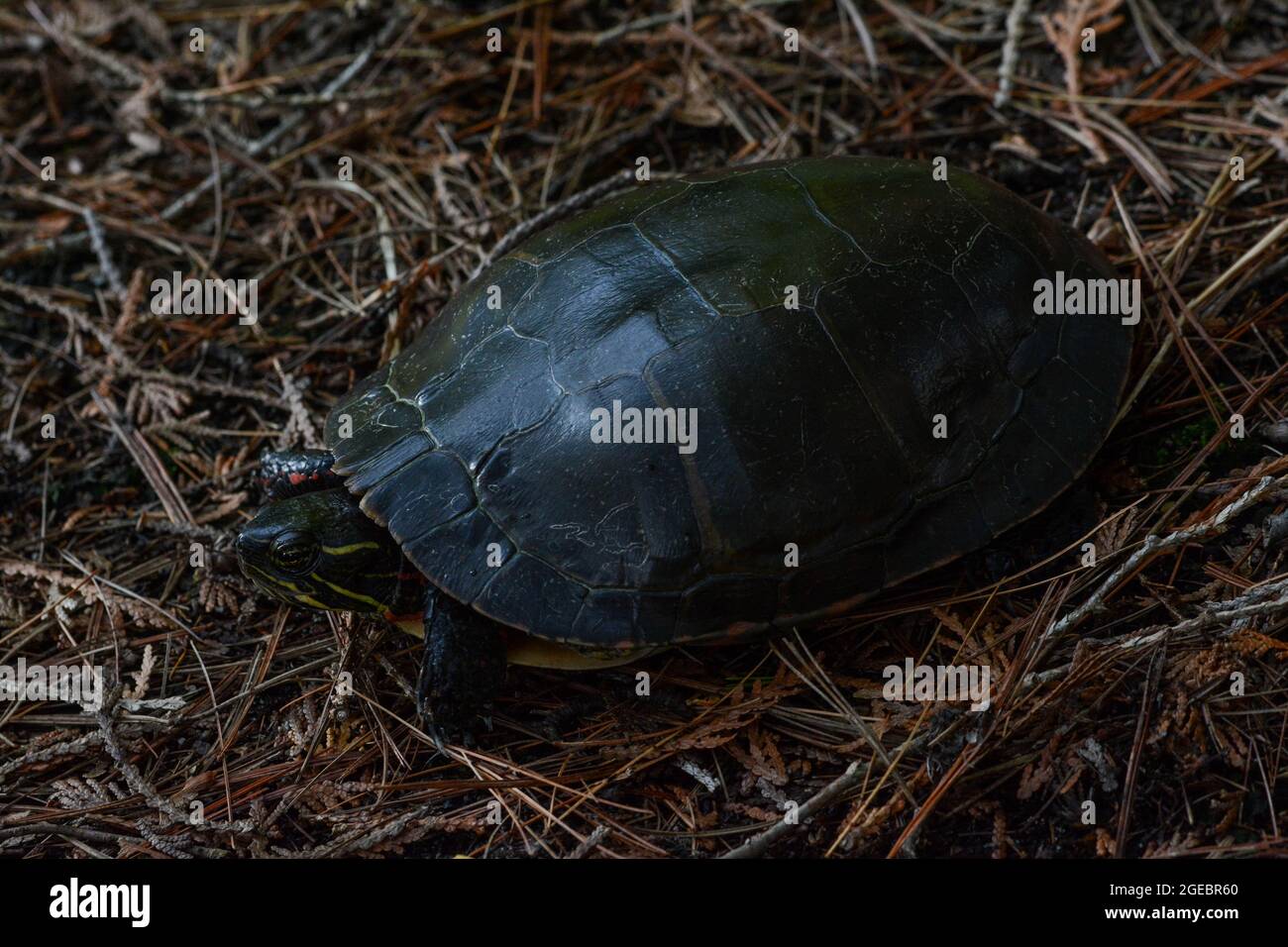 Midland Painted Turtle (Chrysemys picta marginata) from Leelanau County