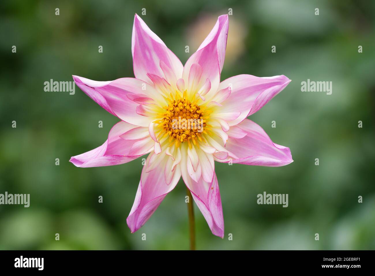 portrait view of pink white dahlia against blurred background Stock Photo