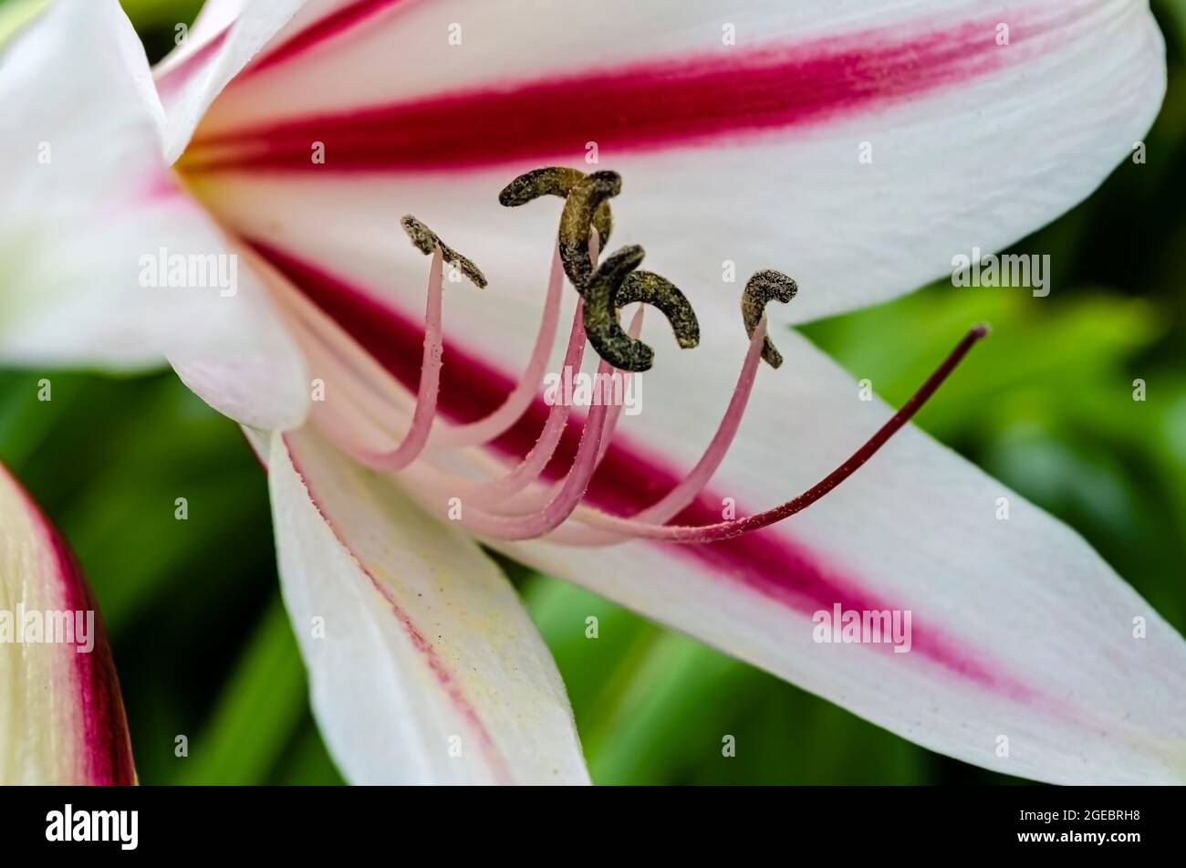 The filament of the Crinum latifolium grows long and turns upward with banana shaped anther at its end.. The petals are white with wine-red streeks ru Stock Photo