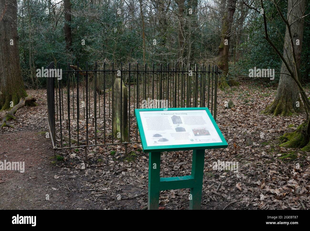 Ecclesall woods christmas trees