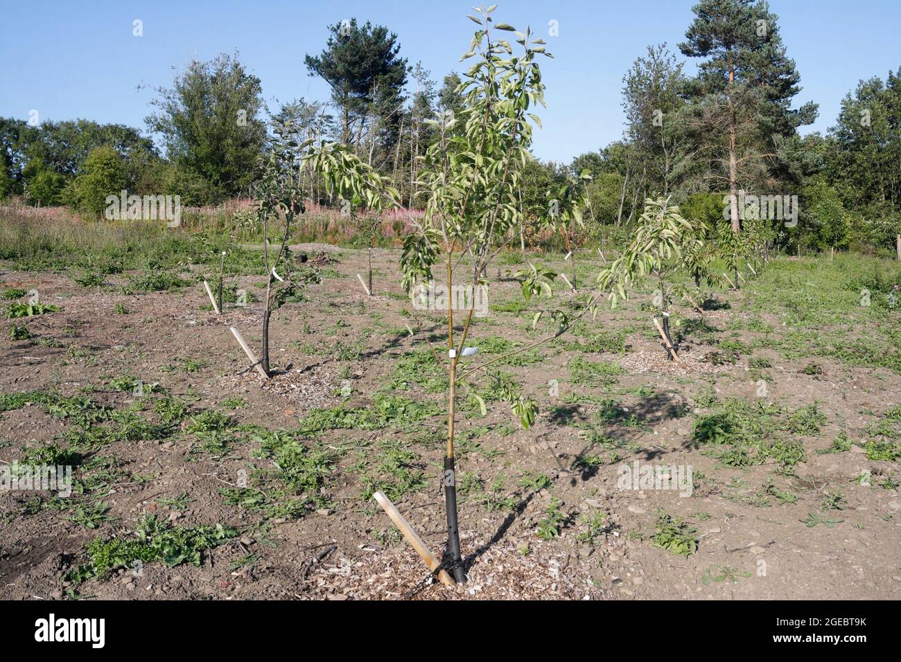 Fruit trees saplings planted in an orchard, at Beauchief Hall, Sheffield England UK tree