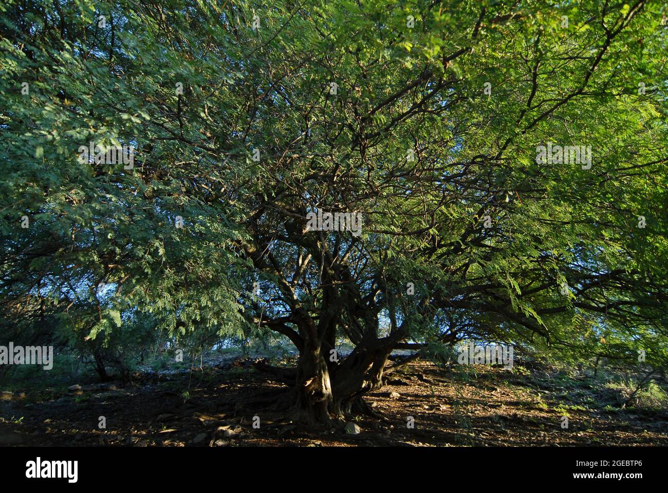 Guayacan tree (Handroanthus chrysanthus). Merlo valley, San Luis, Argentina Stock Photo
