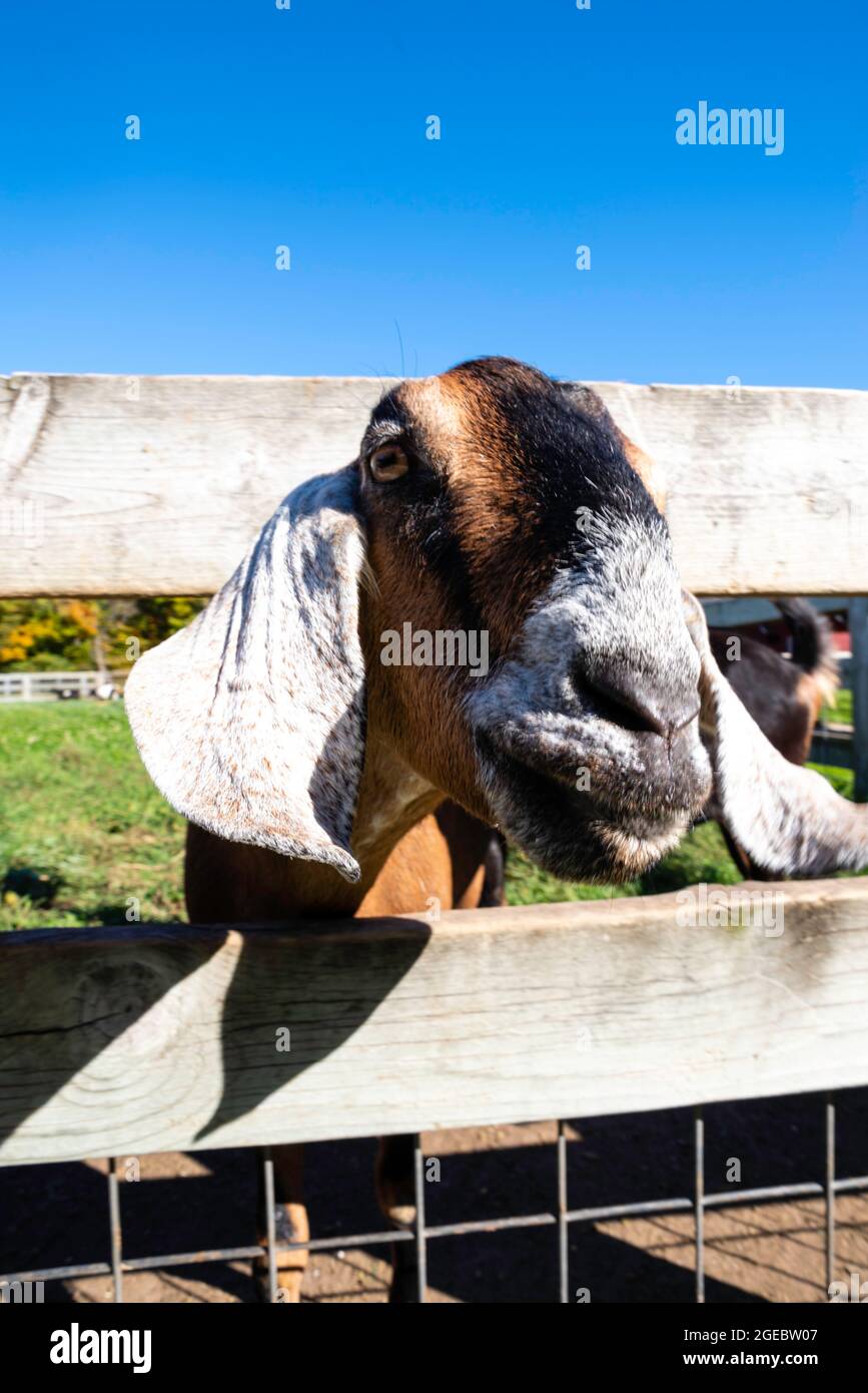 View of "The Farm," a petting zoo/tourist farm near Sturgeon Bay, Door