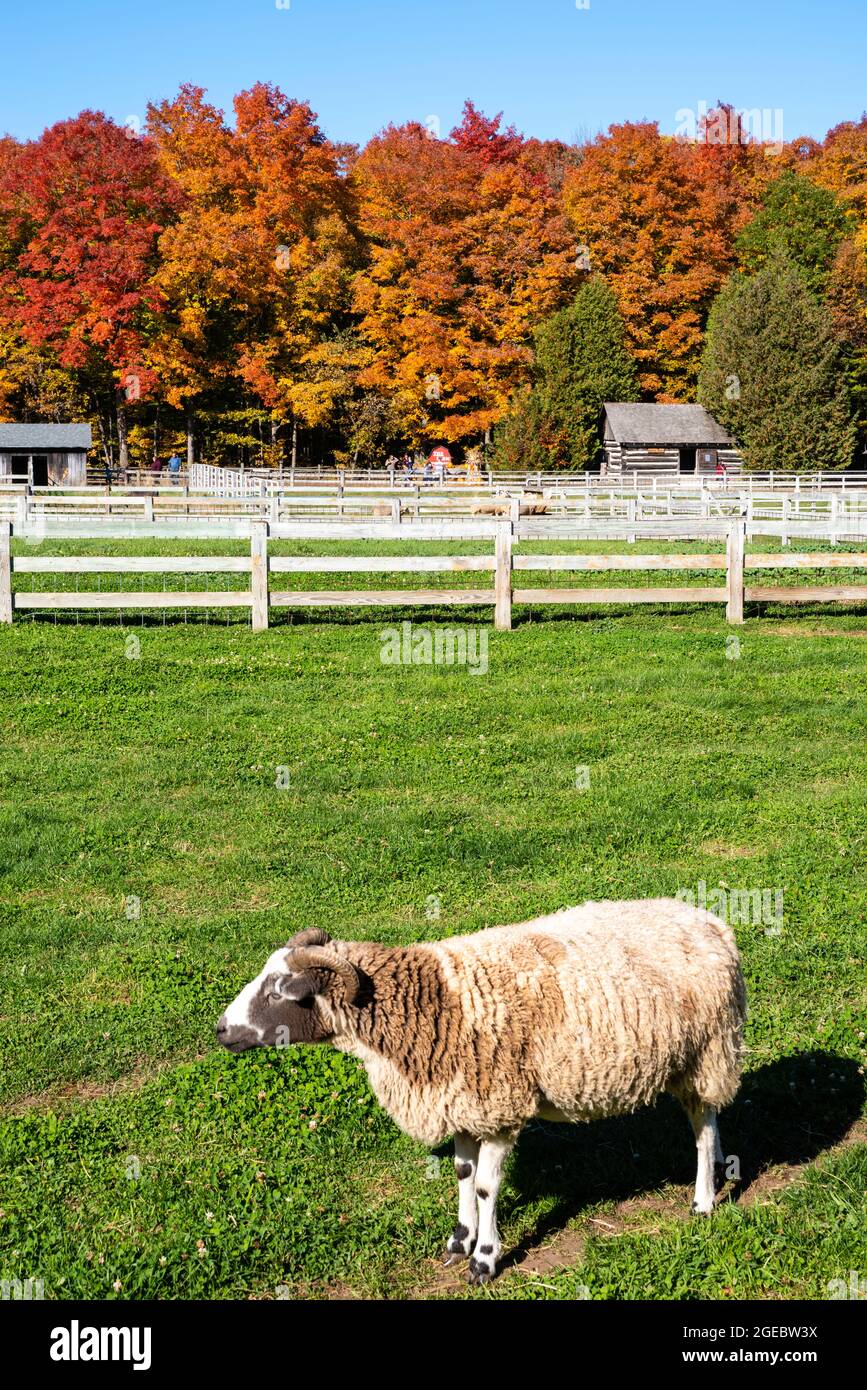 View of "The Farm," a petting zoo/tourist farm near Sturgeon Bay, Door