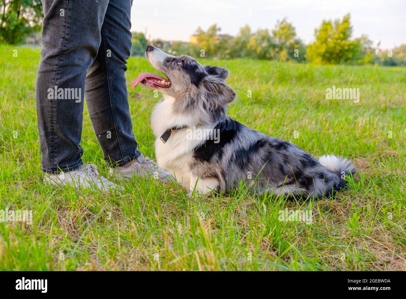 Dog training obedience command hi-res stock photography and images - Alamy