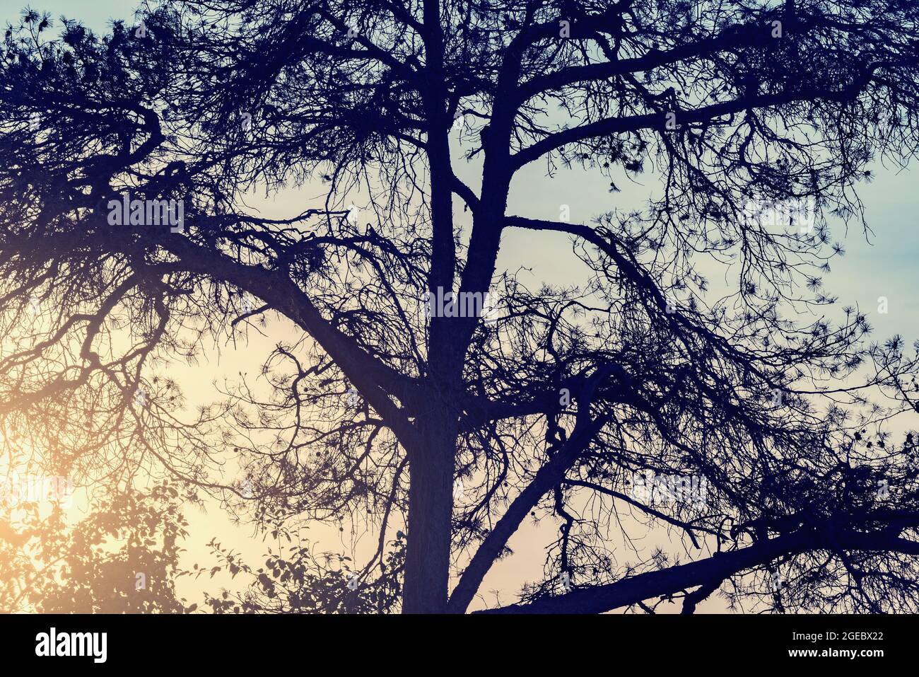 Tall pine tree branches on the sunset sky background Stock Photo - Alamy