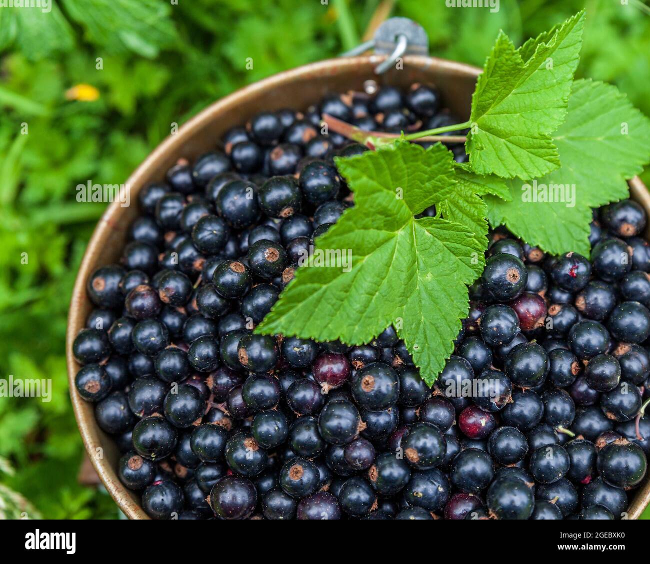 Blackcurrant berries in a metal bucket at organic farm top view closeup. Stock Photo