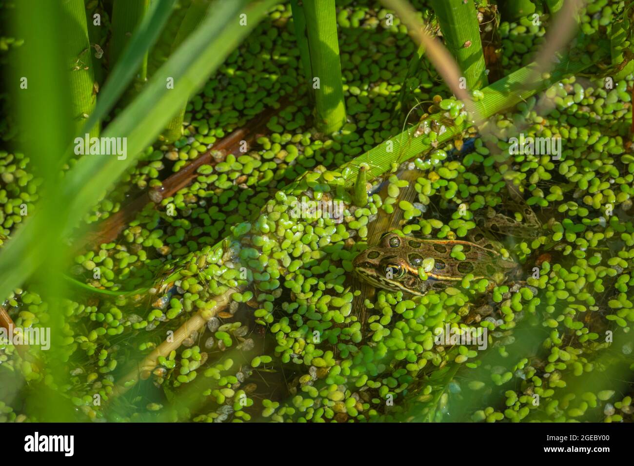 Young Plains Leopard Frog (Lithobates blairi- formerly Rana blairi), hides among duckweed in wetlands cattail marsh, Castle Rock Colorado USA. Stock Photo