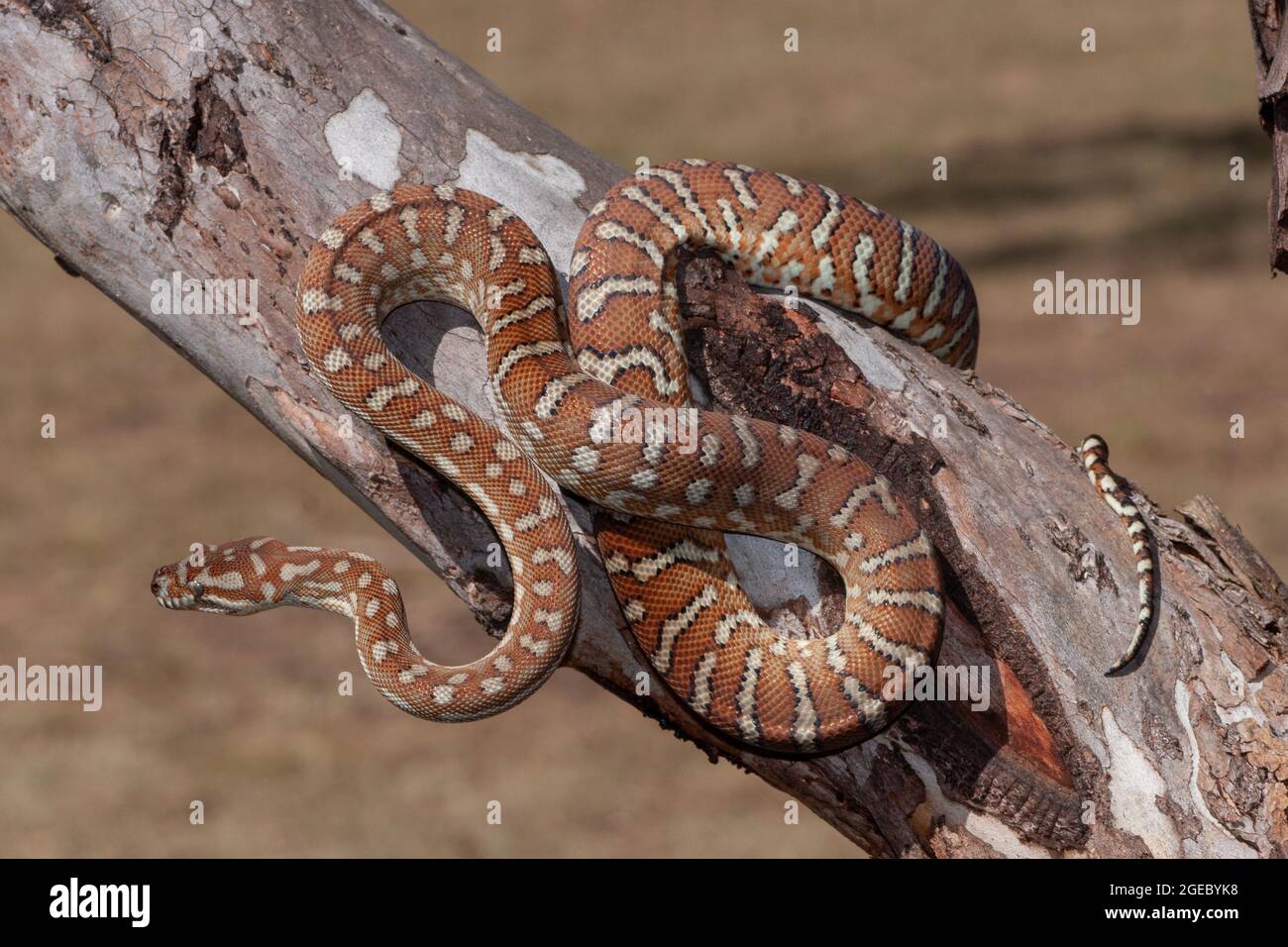 Centralian Carpet Python on tree branch Stock Photo - Alamy