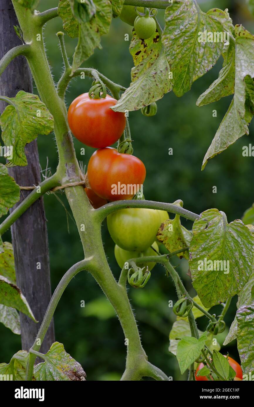 Tomatoes (Solanum lycopersicum) on the bush in summer. Three fruits in ...