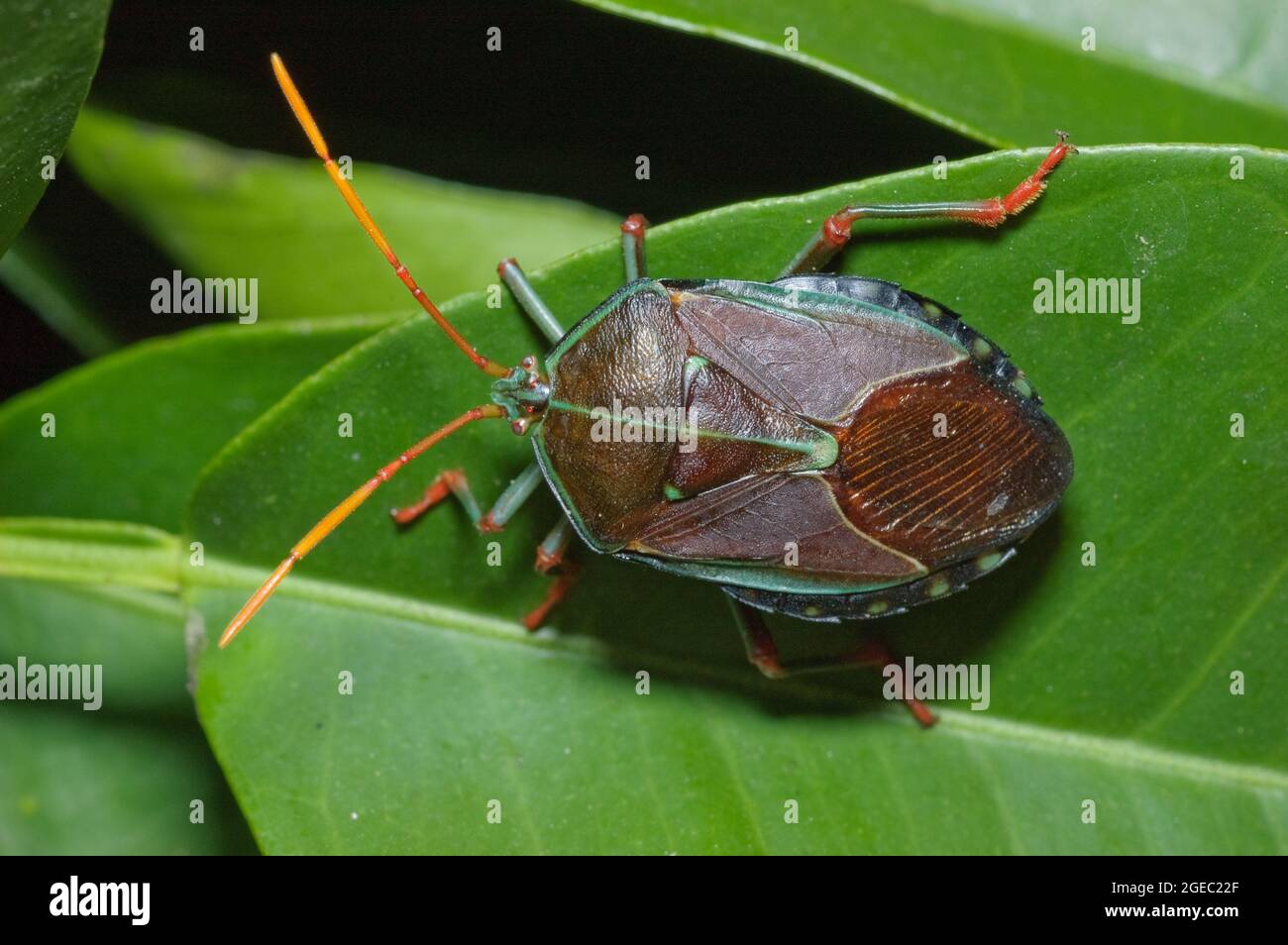 Bronze Orange Stink Bug, Musgraveia sulciventris, at Glenbrook, New South Wales, Australia Stock