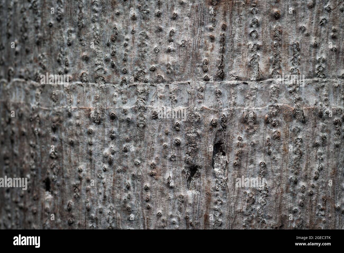 Brown Tree bark nature texture background Stock Photo - Alamy