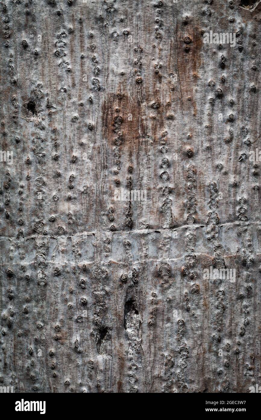 Brown Tree bark nature texture background Stock Photo - Alamy
