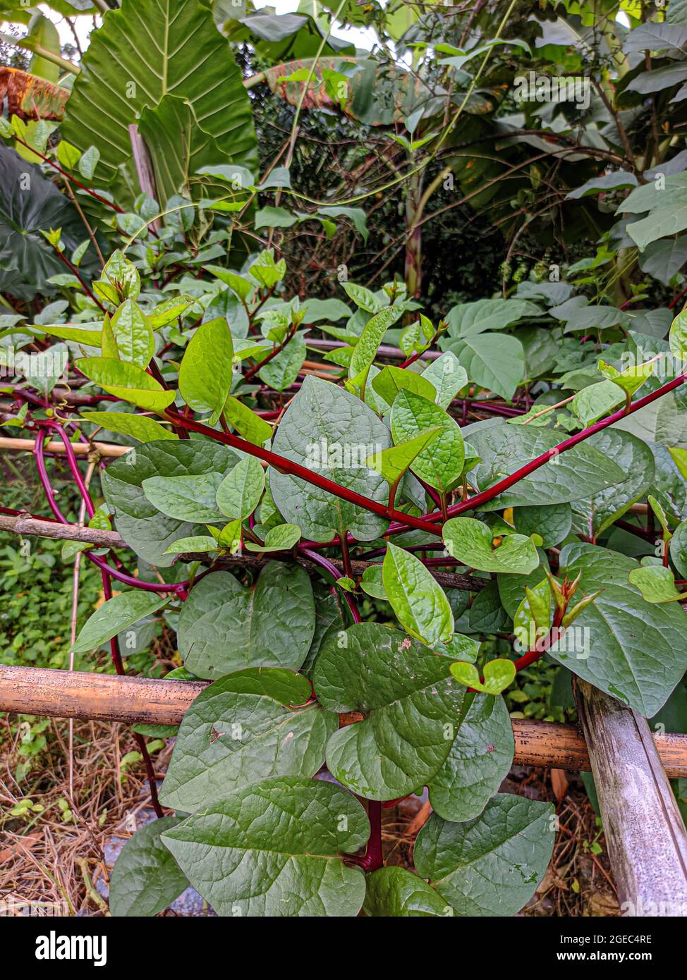Malabar spinach punisham hi-res stock photography and images - Alamy