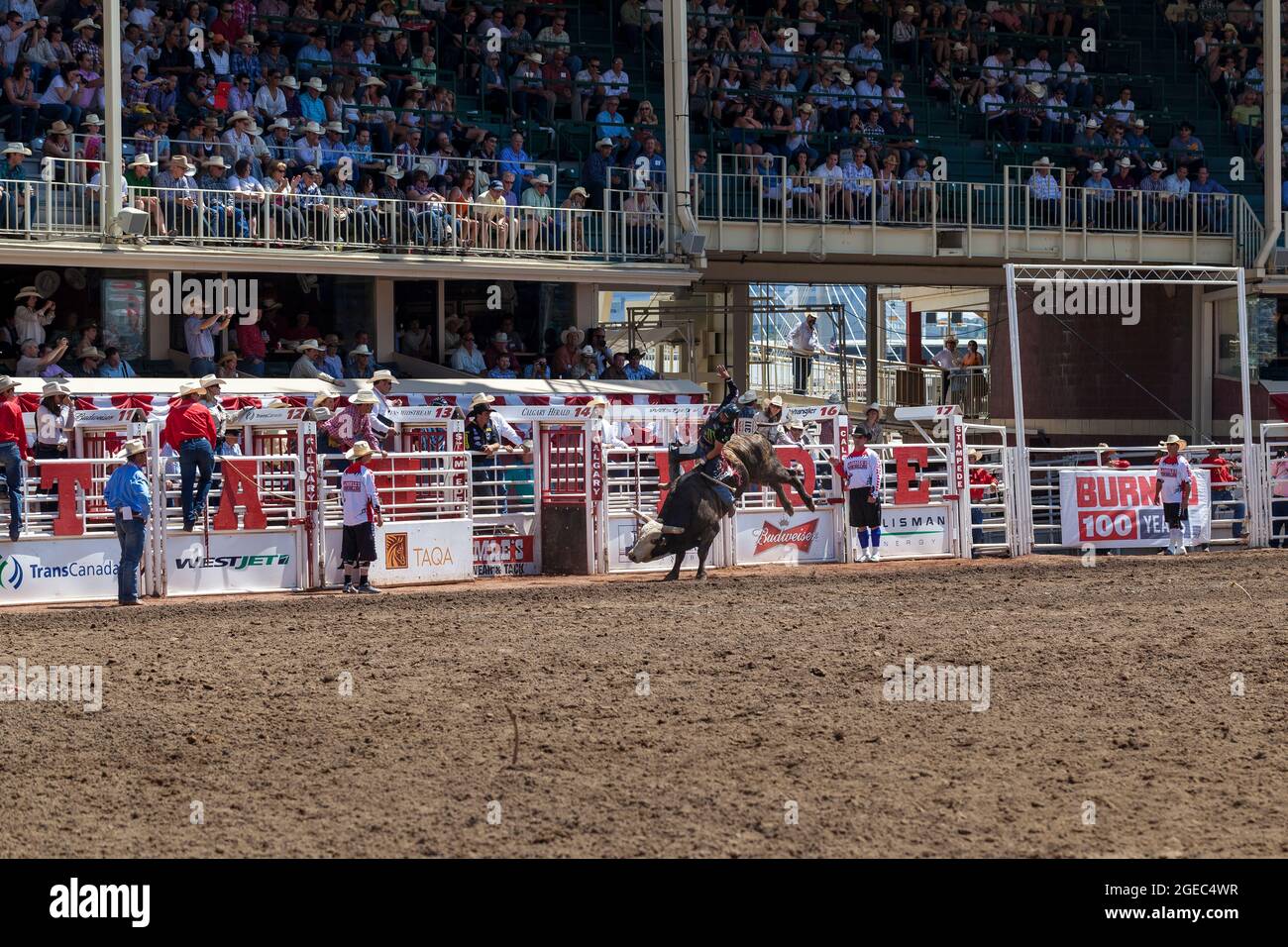 Canadian Rodeo Bulls Rodeo alberta canada bull in hi-res stock photography and images - Alamy