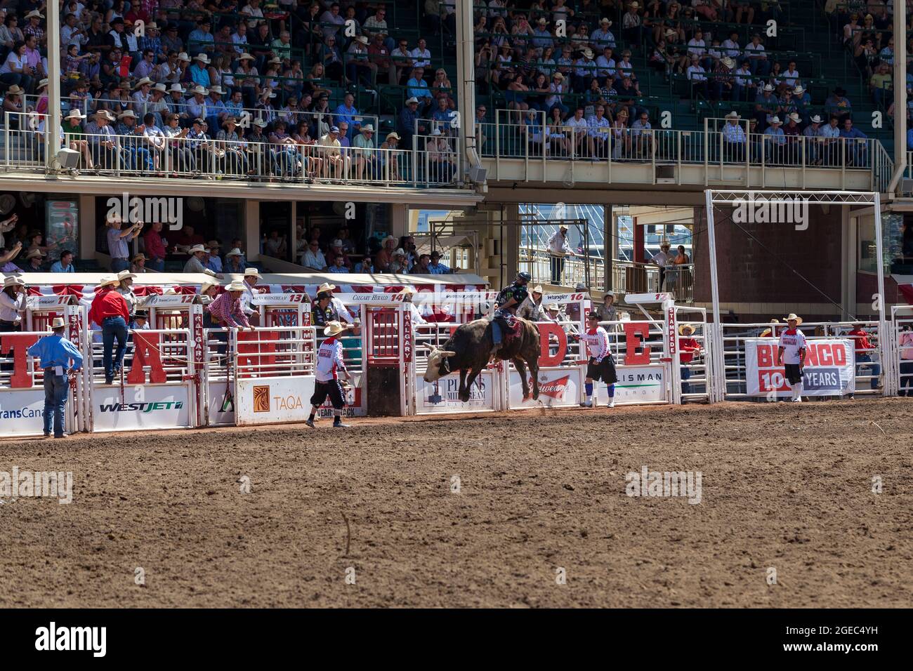 Canadian Rodeo Bulls Rodeo alberta canada bull in hi-res stock photography and images - Alamy