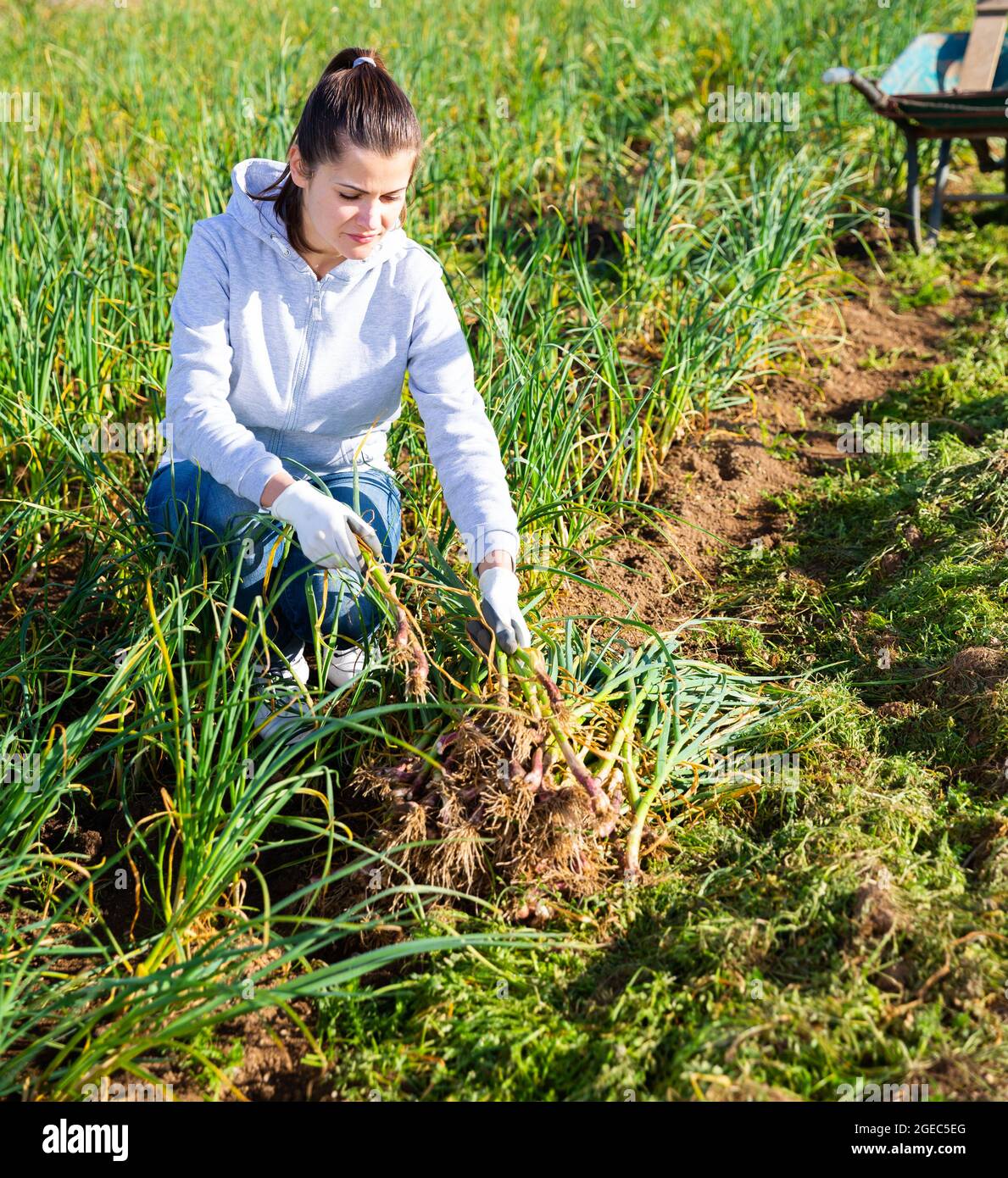 Female farmer harvesting green garlic Stock Photo - Alamy
