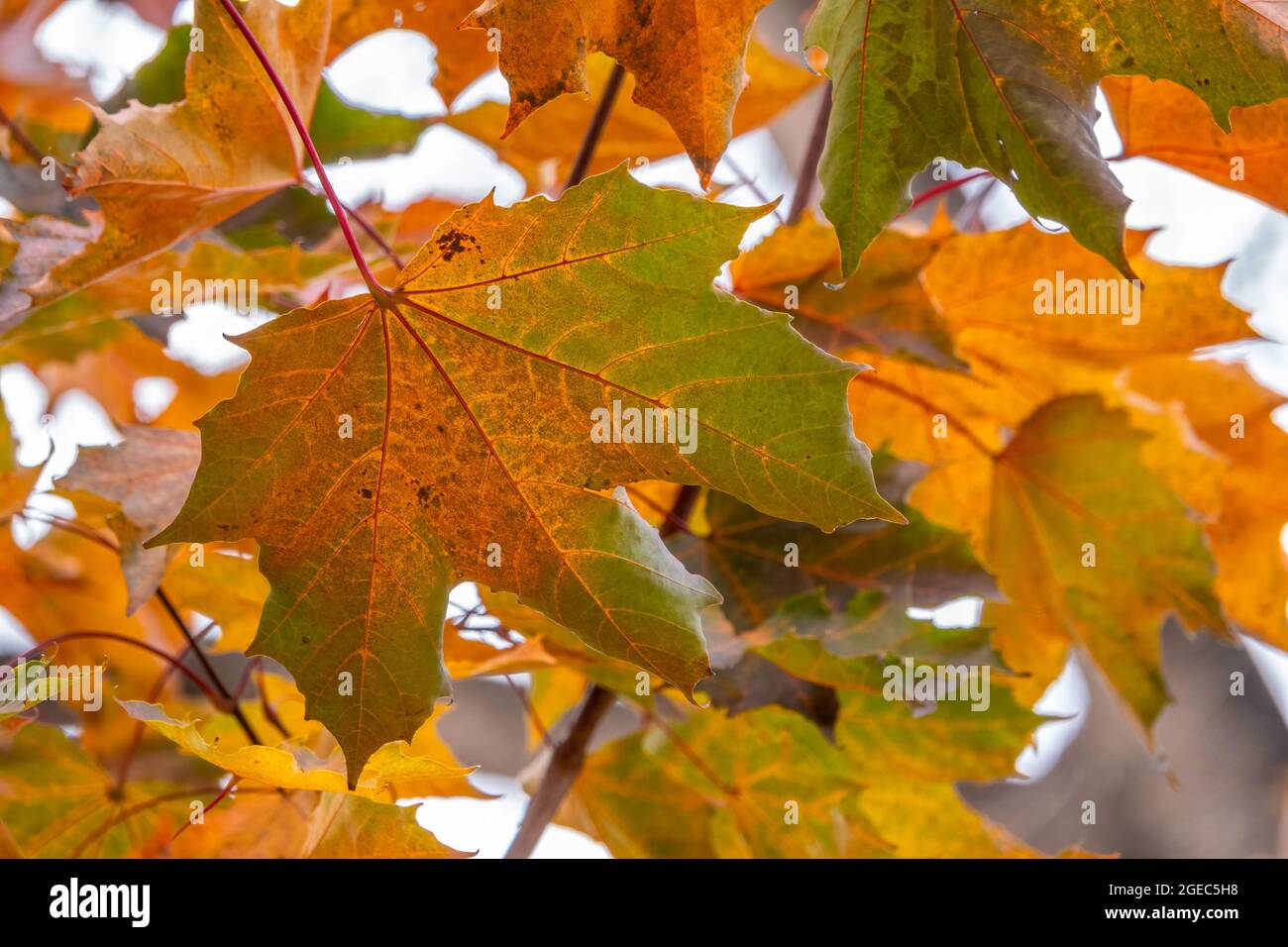 Maple branches with yellow leaves in autumn, in the light of sunset ...