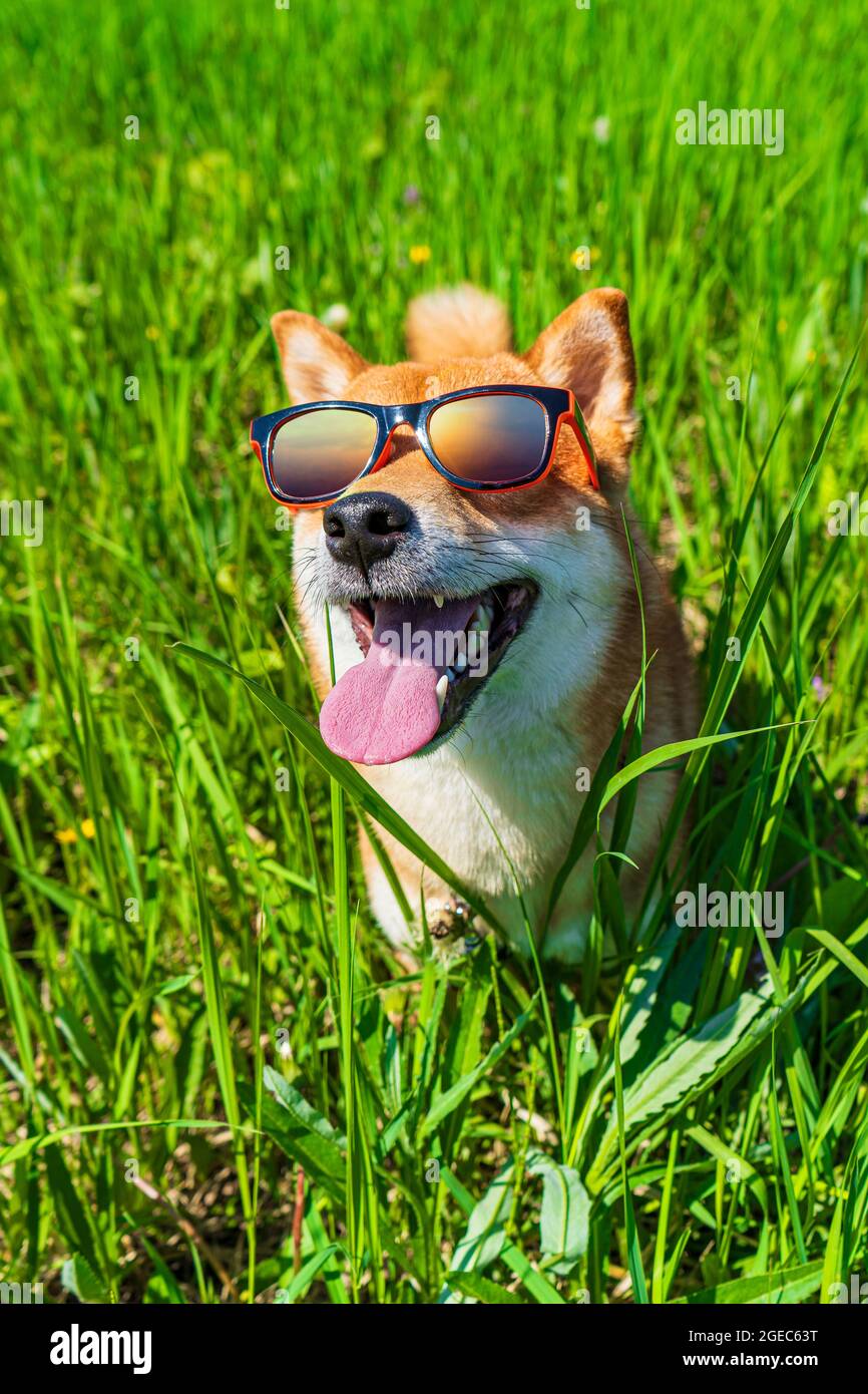 Happy shiba inu dog wearing sunglasses. Red-haired Japanese dog smile  portrait Stock Photo - Alamy