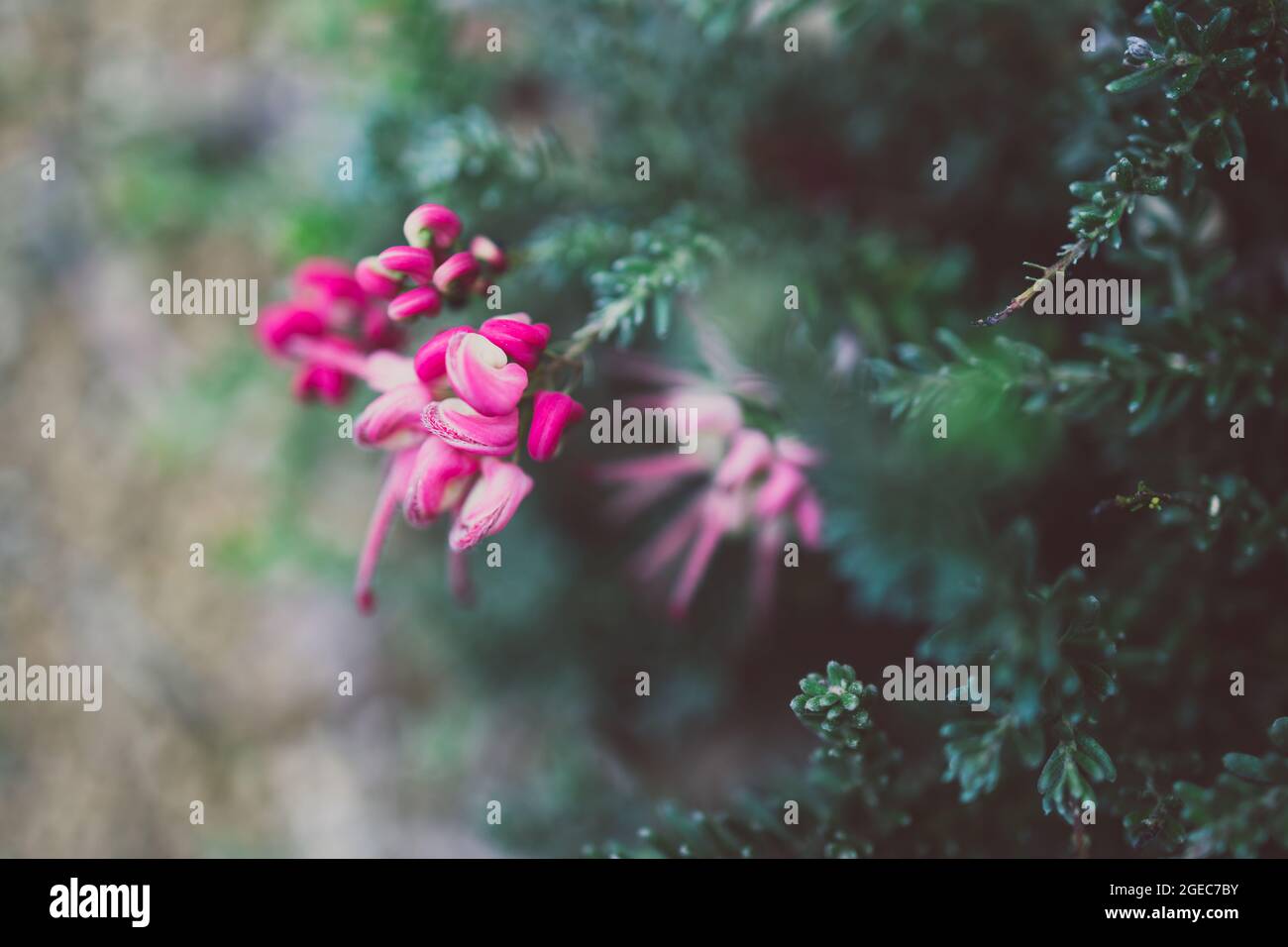 native Australian grevillea lanigera plant with red flowers outdoor in sunny backyard Stock Photo