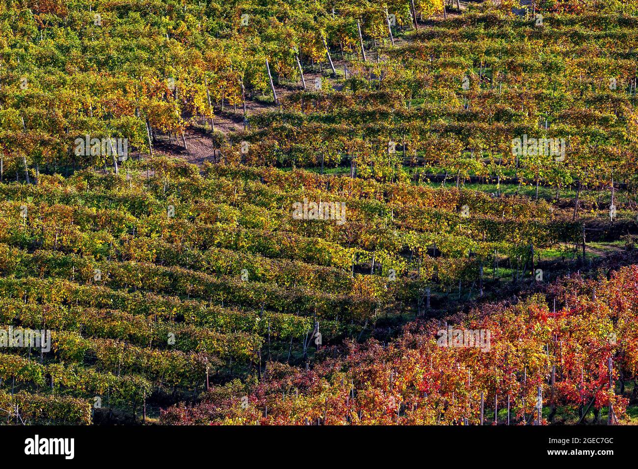 Rows of colorful autumnal vineyards on the hill of Langhe in Piedmont, Northern Italy. Stock Photo