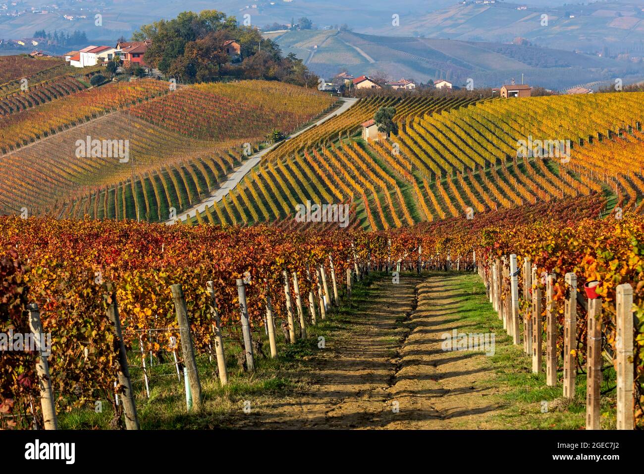 Rows of colorful autumnal vineyards on the gills of Langhe in Piedmont, Northern Italy. Stock Photo