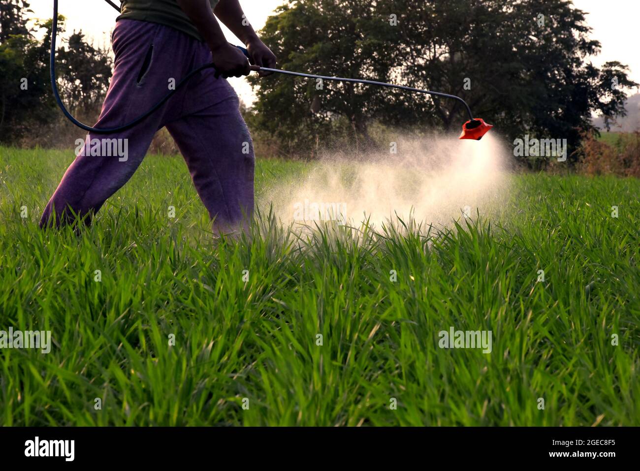 Farmer is spraying weed medicine in their wheat fields. Stock Photo