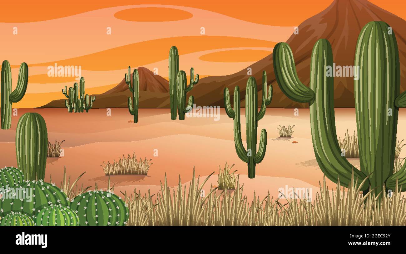 Desert forest landscape at sunset time scene with many cactuses ...
