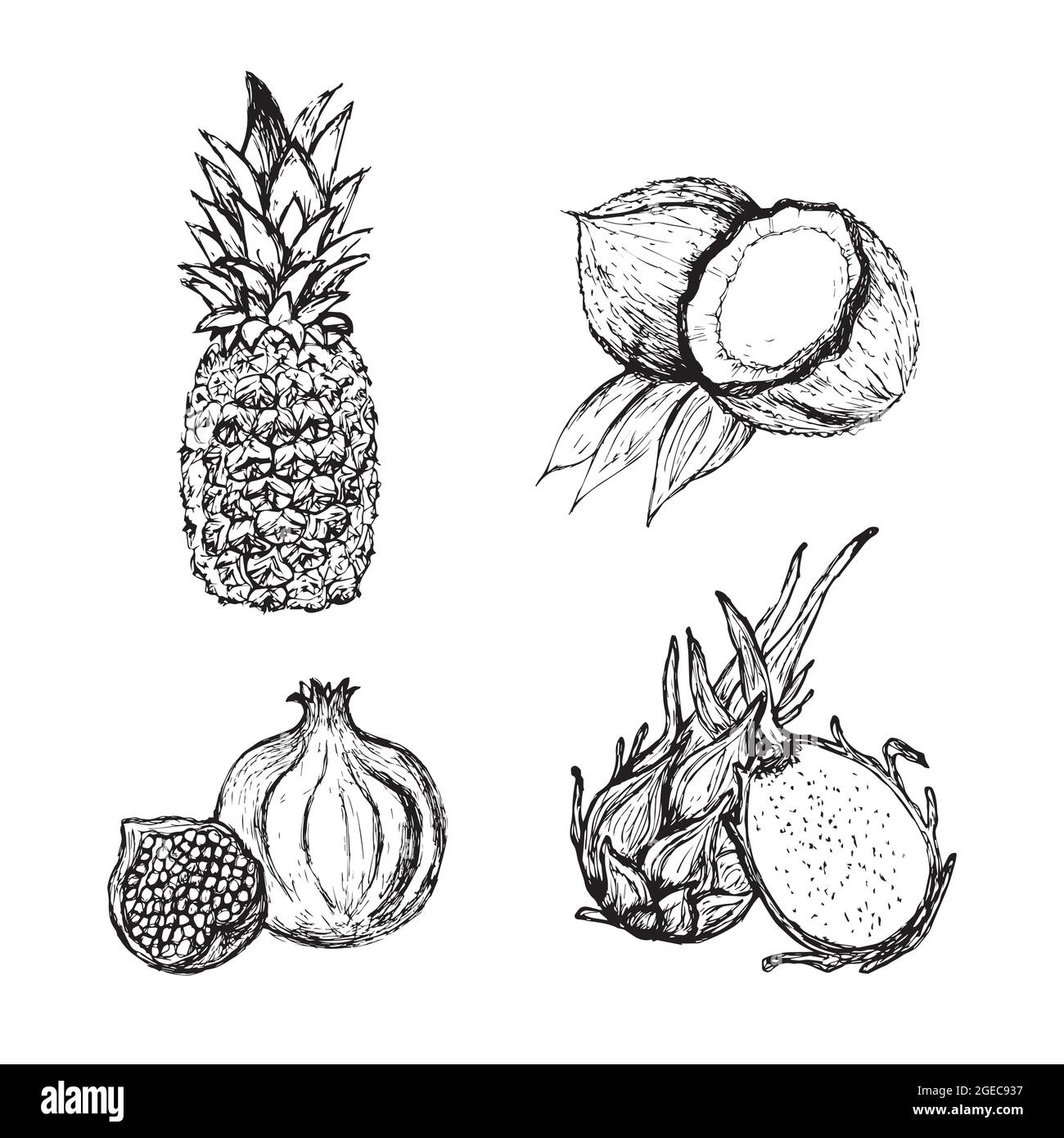 handmade set of exotic fruits. vector illustration isolated on a white