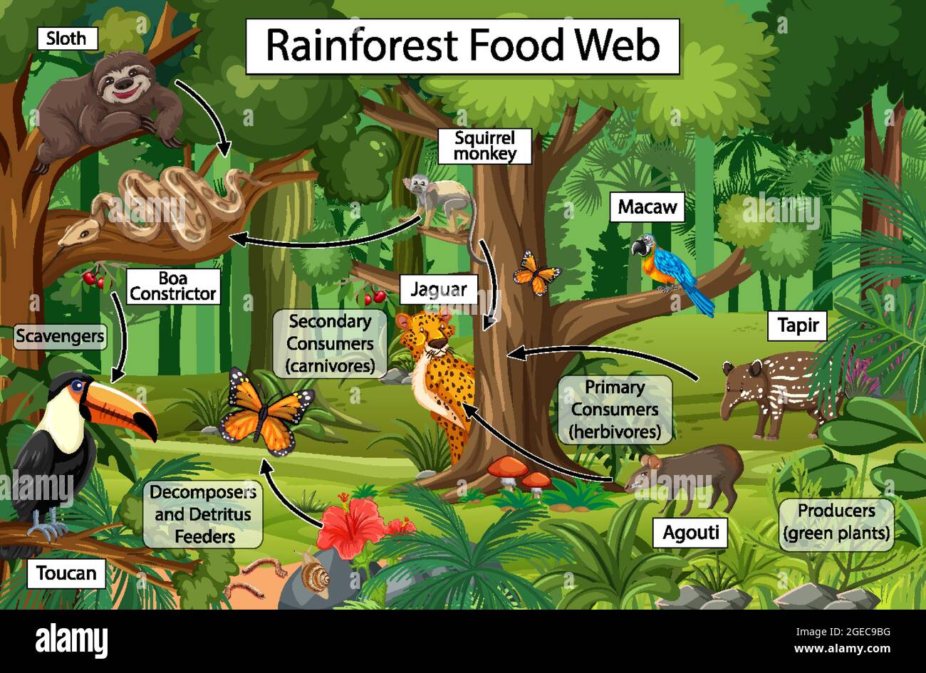 Diagram showing food web in the rainforest illustration Stock Vector