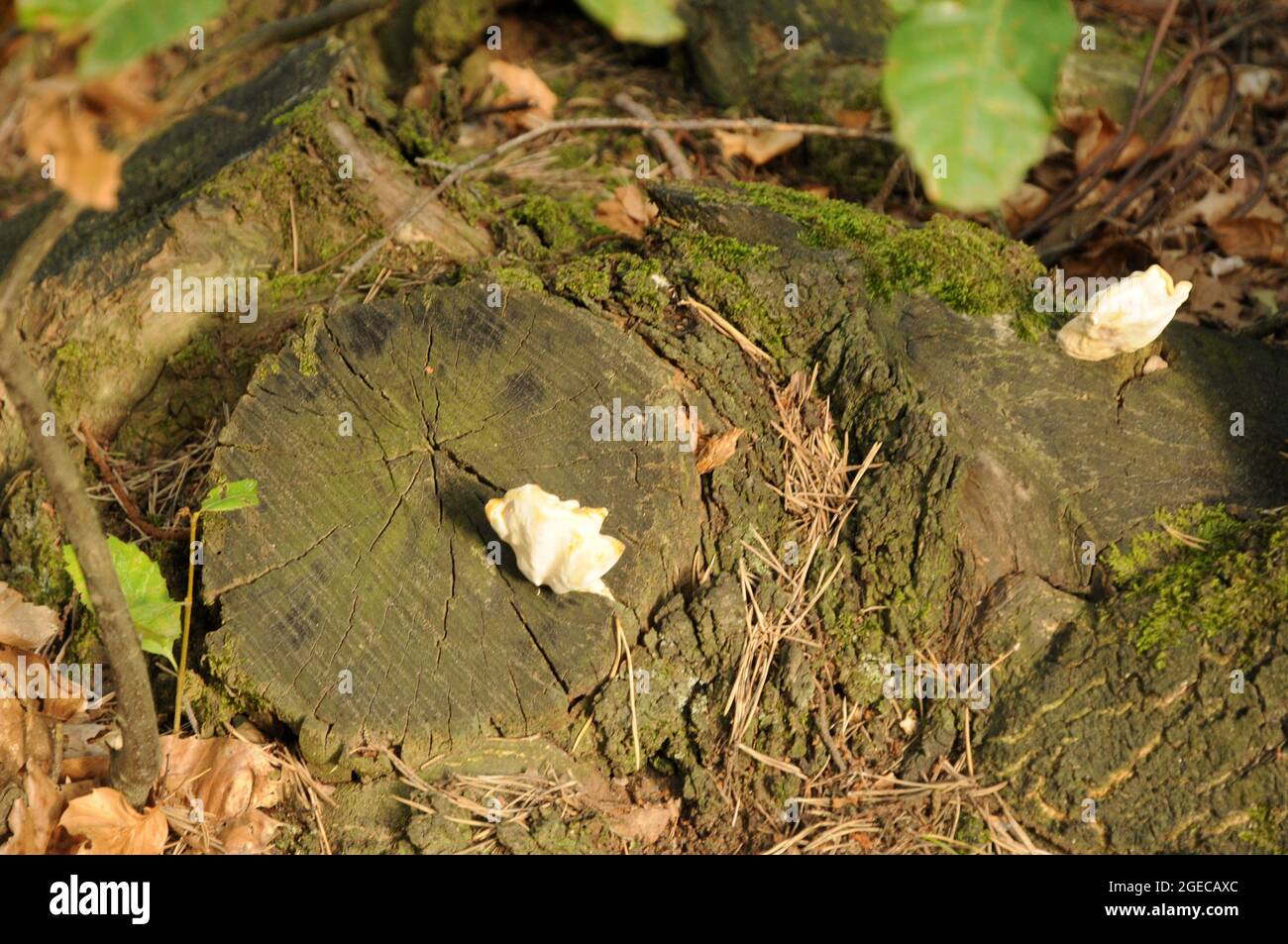Funghi del legno in ceppi nei boschi di Cantalupa verso Rocca Vottero Stock Photo
