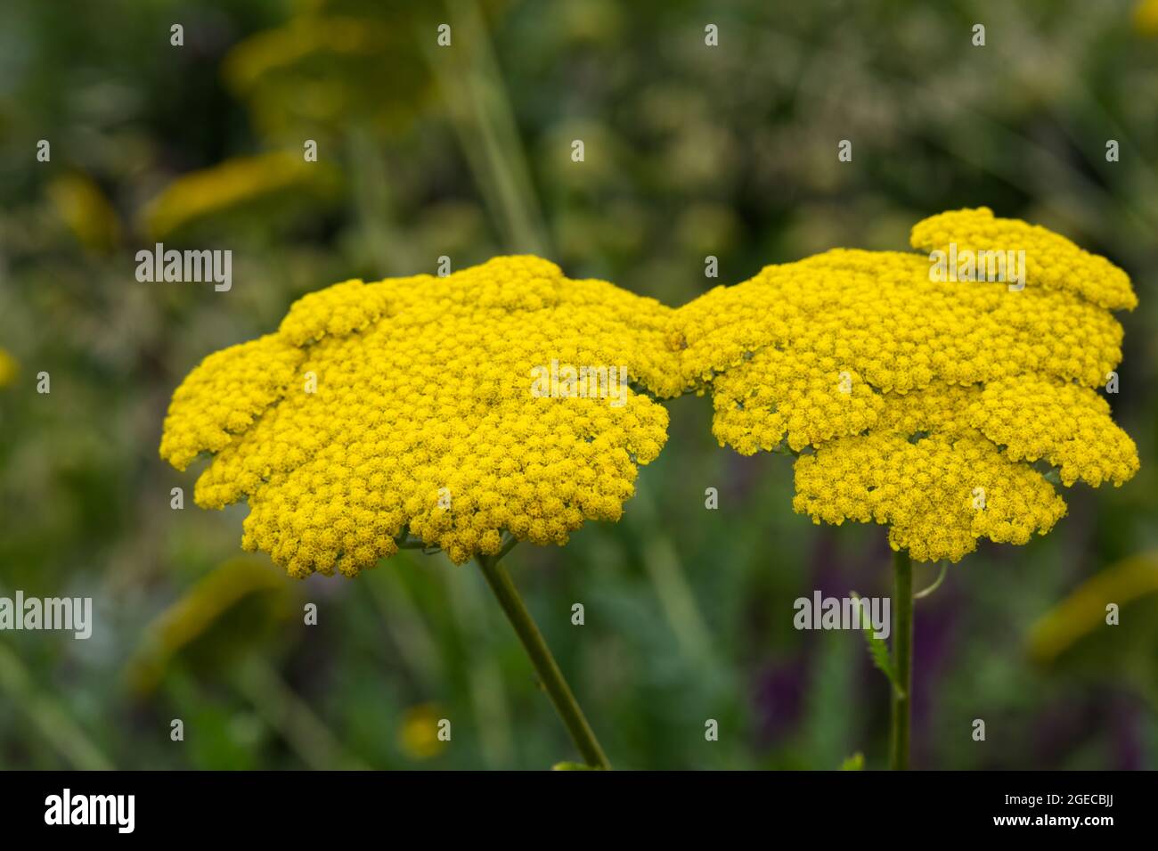 Achillea 'Coronation Gold' giant yellow yarrow flowers hardy perennial garden plants in summer UK Stock Photo
