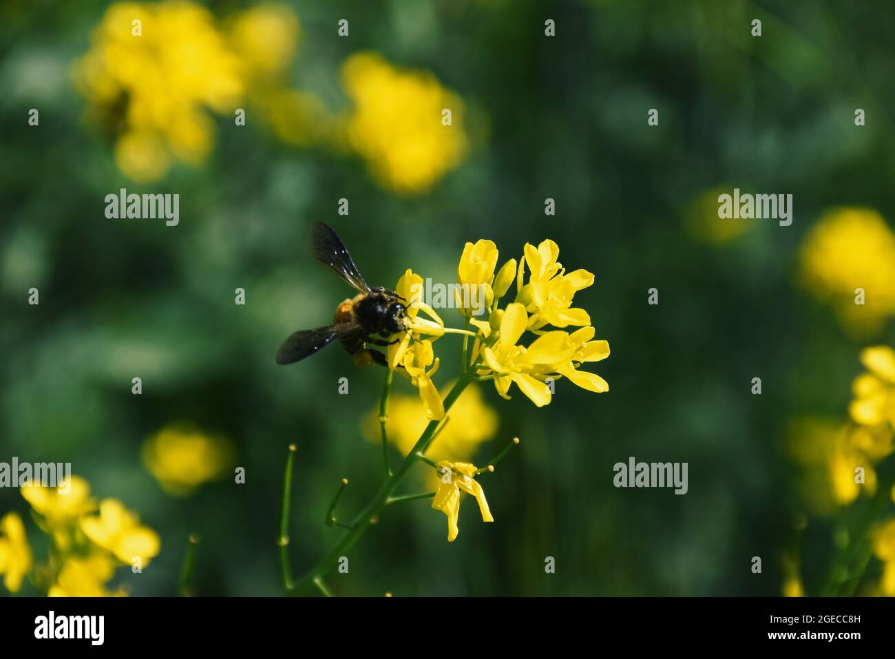 a bee picking pollen from mustard flower. beautiful yellow flowers of mustard Stock Photo