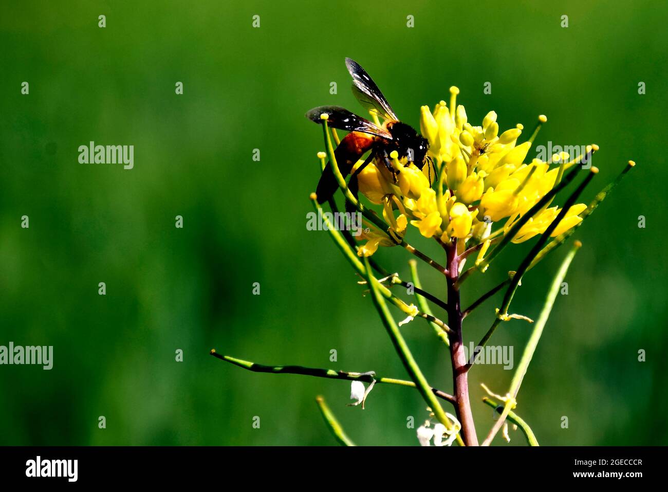 a bee picking pollen from mustard flower. beautiful yellow flowers of mustard Stock Photo